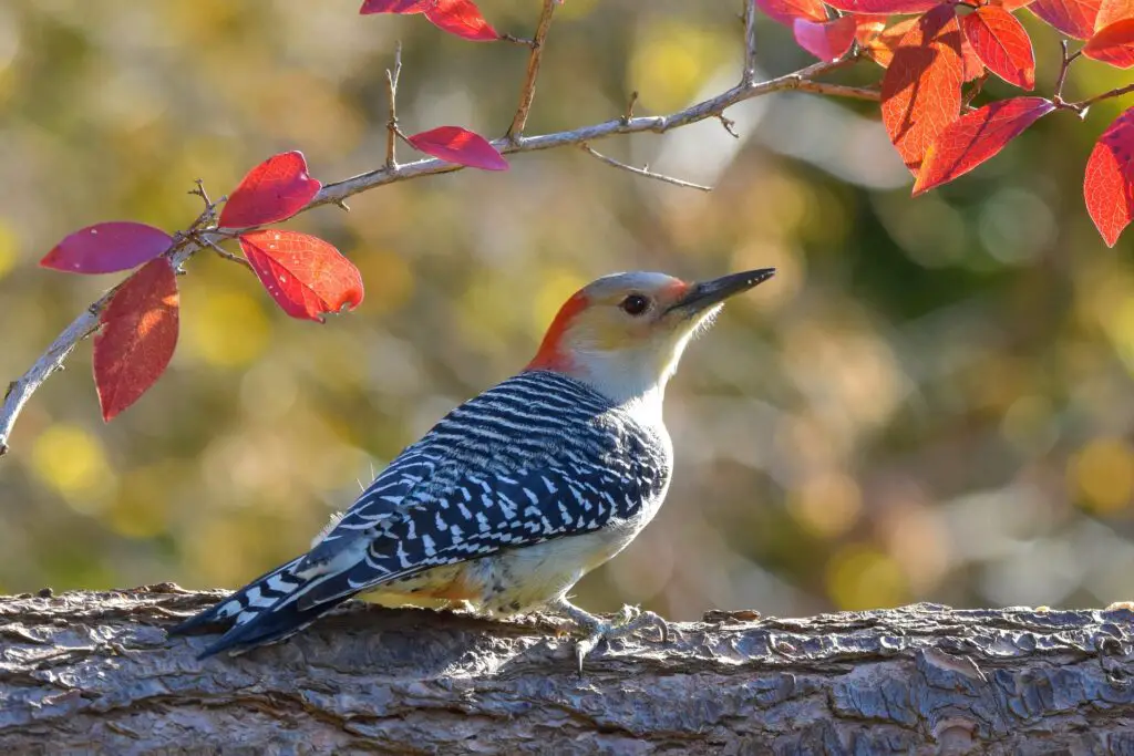 Red-bellied woodpecker on tree