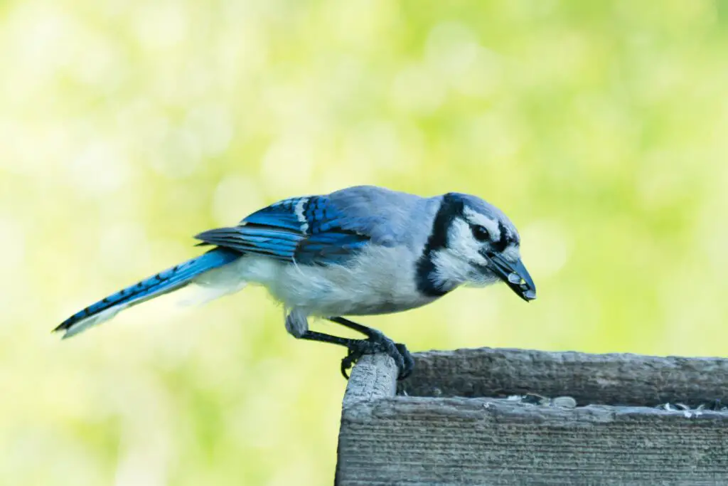 Geai bleu mangeant des oiseaux