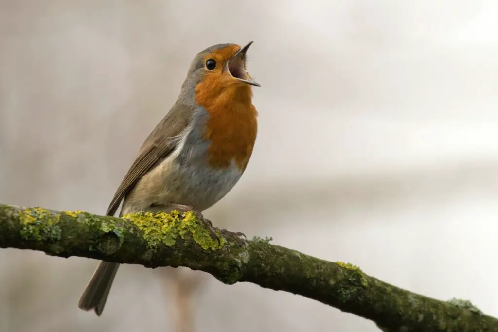 top-magnificent-missouri-birds-creatures-birds-coach