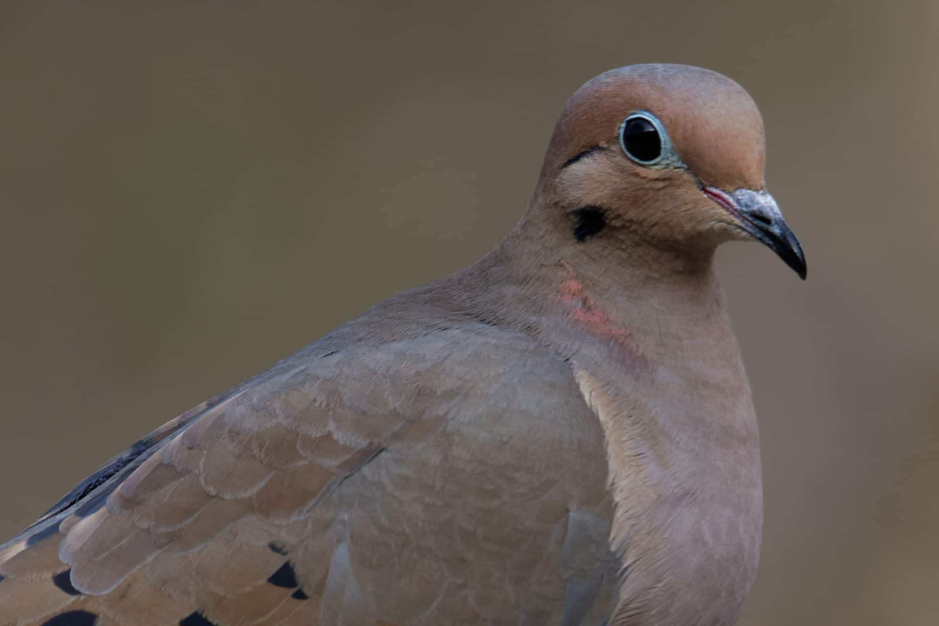 Top magnificent Missouri birds creatures Birds Coach