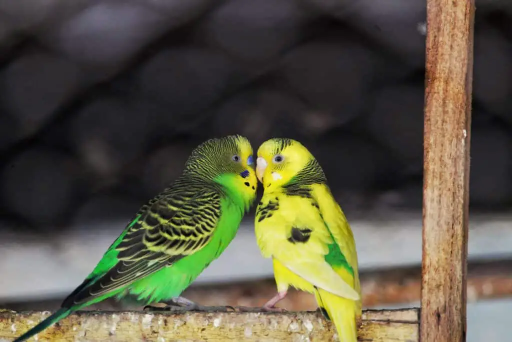two beautiful Parakeets