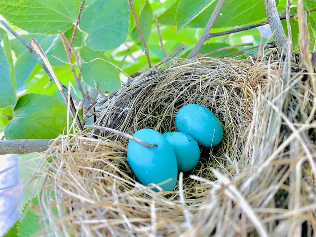 Huevos de petirrojo americano azul.