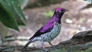 El estornino púrpura