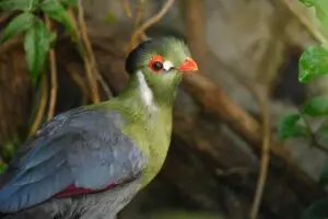 Turaco à joues blanches