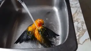 Jenday Bird Bathing - Source; YouTube