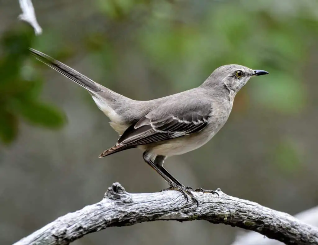 The Northern mockingbird setting on branch