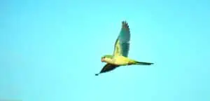 perroquet volant