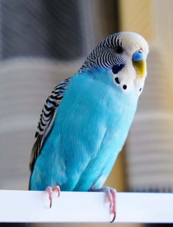 budgie standing on its cage