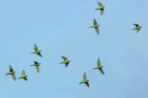 Flock of parrots migrating