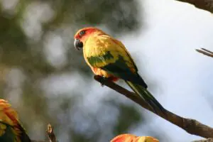 A janday parakeet