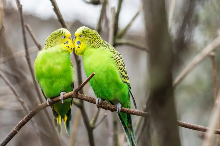 8 magnificent green birds