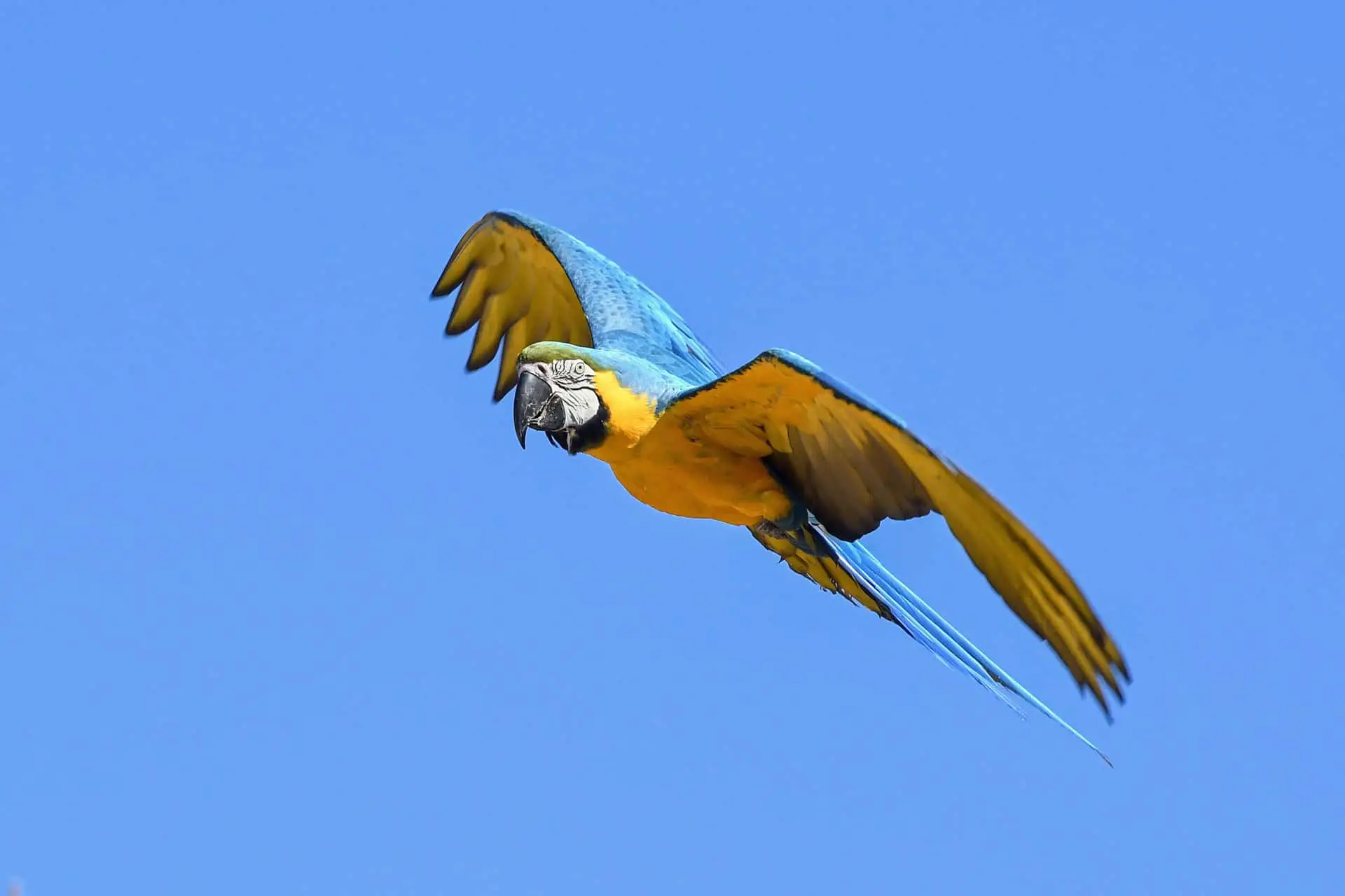 Parrot Flying Hacks