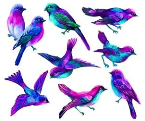 Oiseaux violets