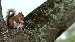 Écureuil mangeant un oiseau