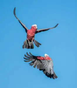 Perroquets en vol