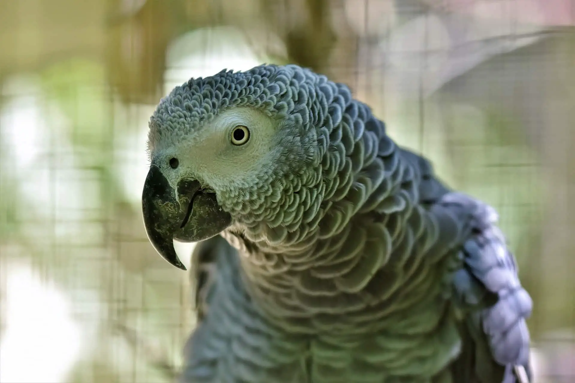 Perroquet gris africain