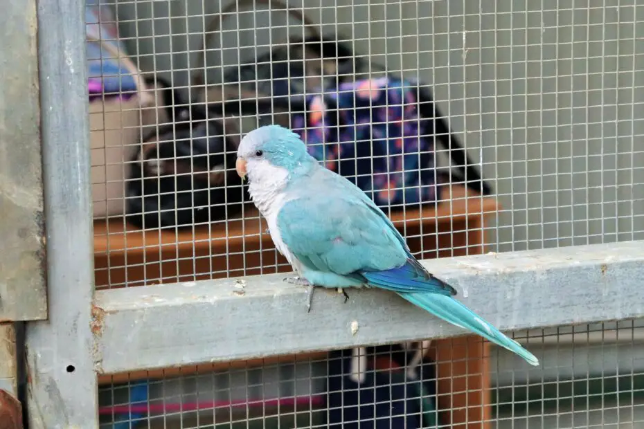 perroquet Quaker bleu