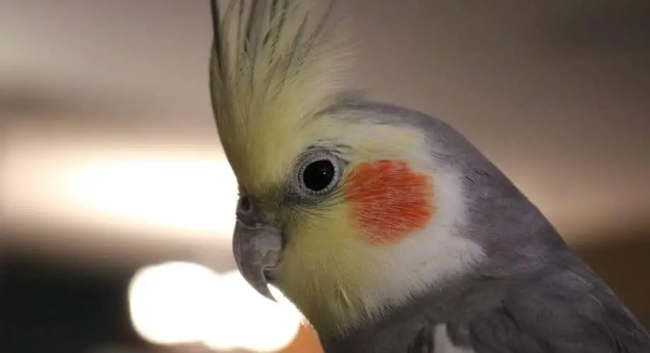 brown and yellow Beautiful cockatiel