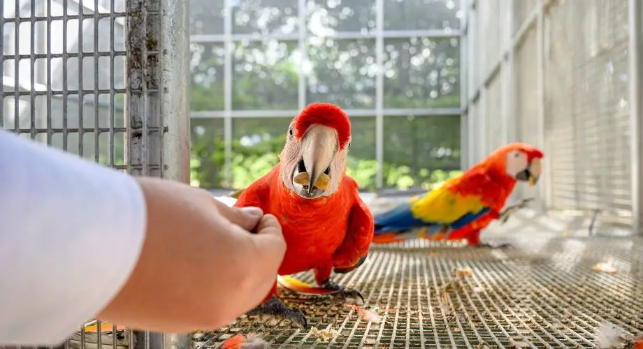Macaw feeding from the owners hands