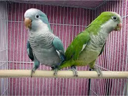The Blue and Green Quaker Parrots