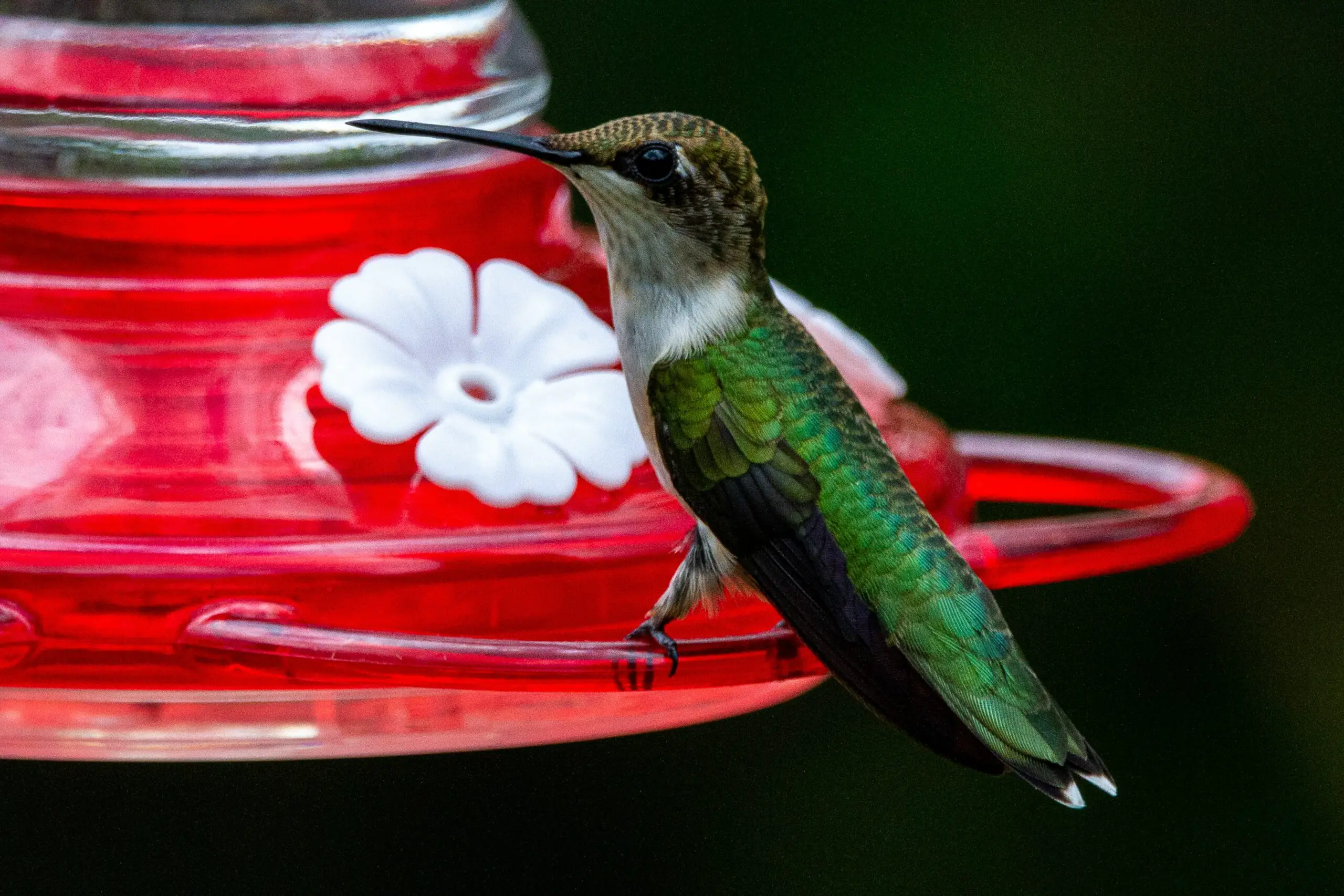 Pet Hummingbird