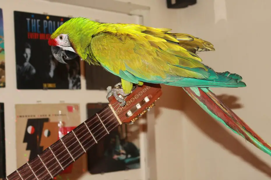 Guacamayo sentado en la guitarra de su dueño de aves