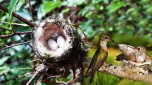 A bird feeding baby hummingbirds in the nest