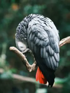 L'oiseau perroquet gris d'Afrique