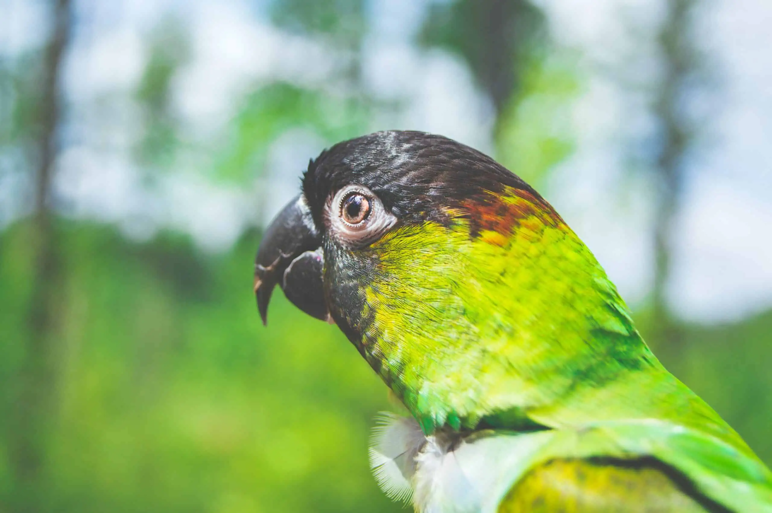 Fotografía de enfoque selectivo de loro verde Nanday Conure bird
