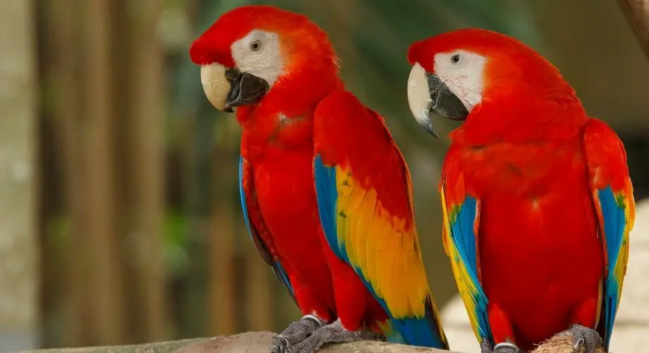 A pair of Macaws Sitting on a tree