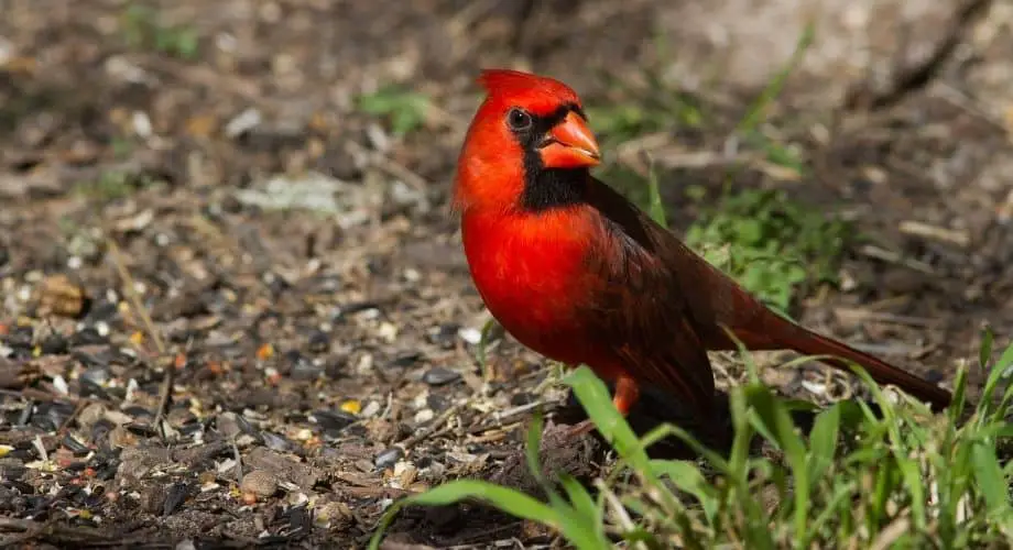 Cardinal du Nord