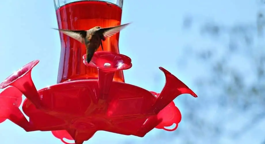 Oiseau Sauvage Jardin Station d'alimentation avec Bain d'eau Table Bac à Graines suspension feeders