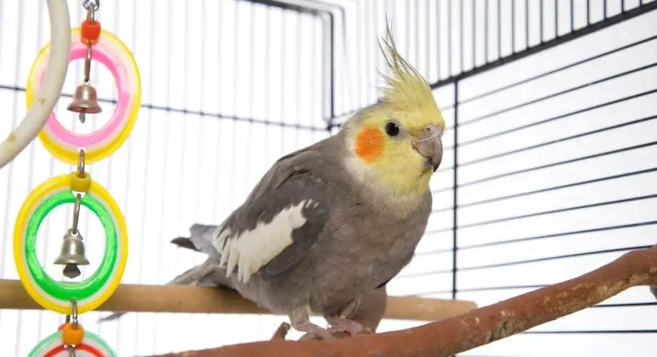 5 Best Cockatiel Cages That Make Your Parakeet Happier