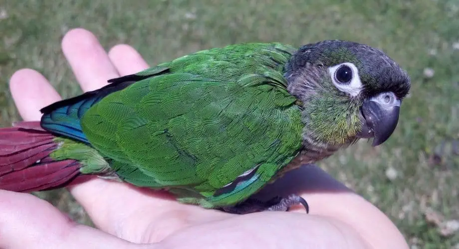 Pájaro Conure Mejilla Verde Piña