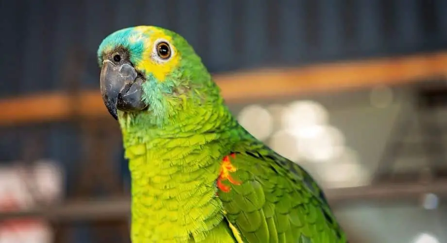 Blue Fronted Amazon Parrots