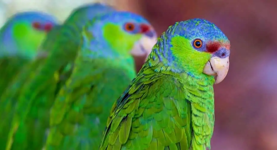 Lilac-Crowned Amazon Parrots
