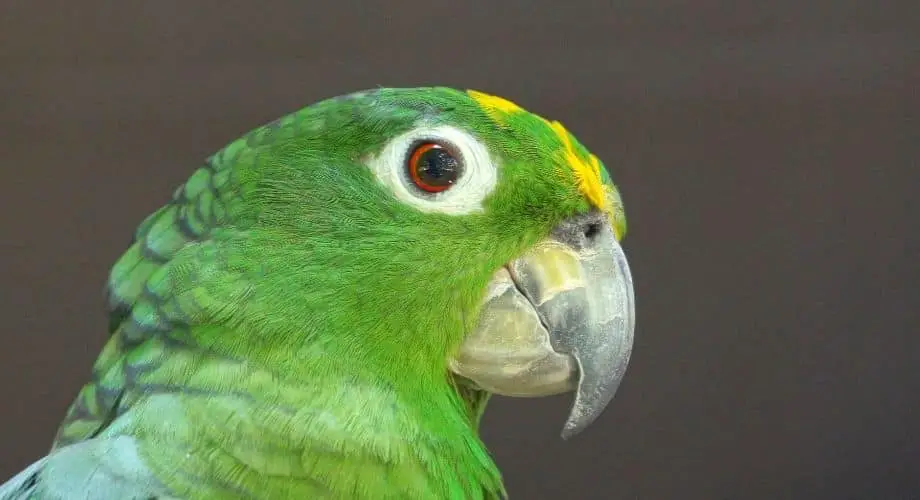 Perroquets amazoniens farineux du sud