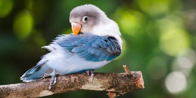 The Secret Life of Blue Love Birds