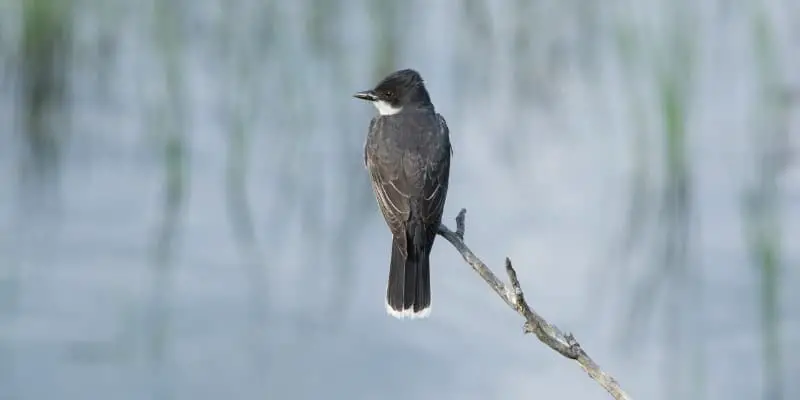The Eastern Kingbird – A Bird’s Life