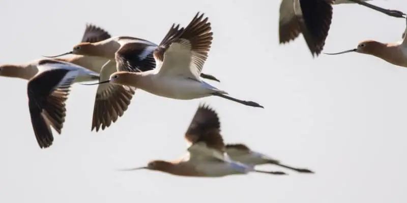 6 Things You Didn’t Know About the American Avocet