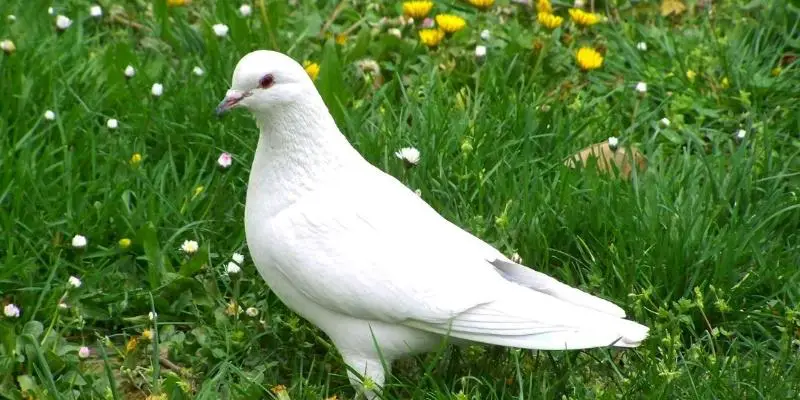 Pourquoi les oiseaux blancs sont les meilleurs oiseaux pour vous