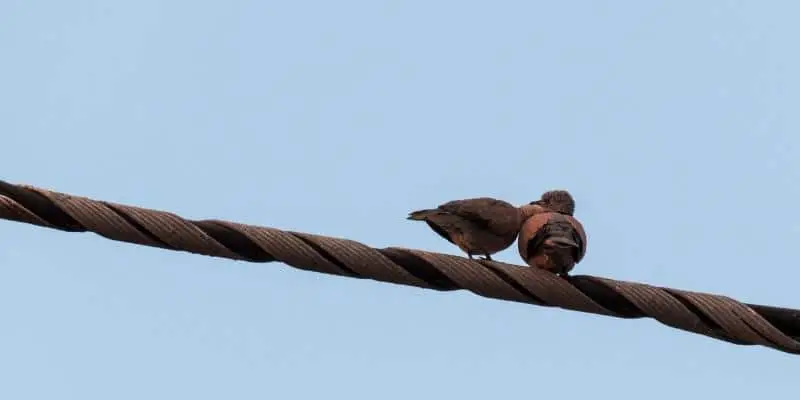 Two Birds On A Wire Lyrics