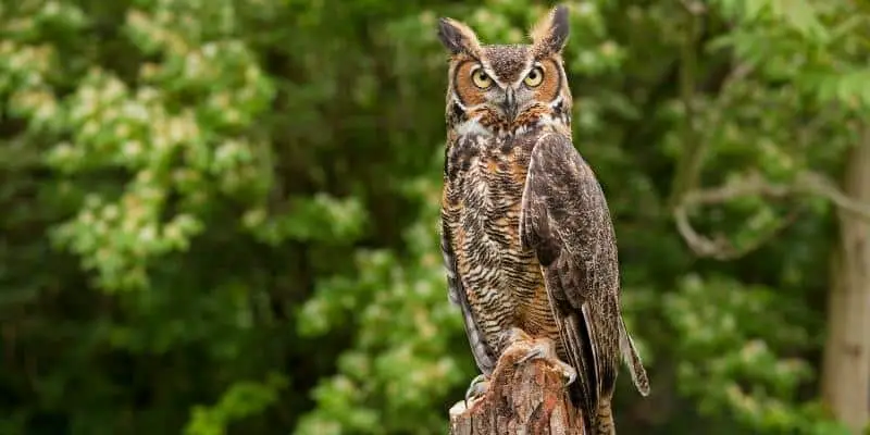 8 espèces impressionnantes d'oiseaux de l'Ohio que vous n'avez peut-être jamais vues