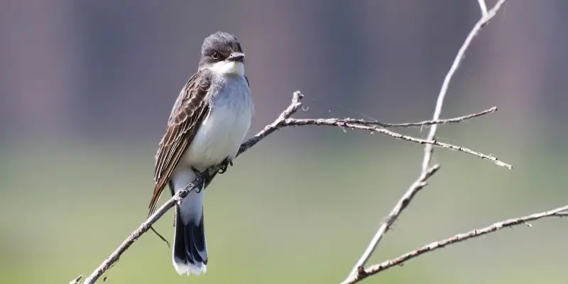 The Eastern Kingbird - A Bird's Life