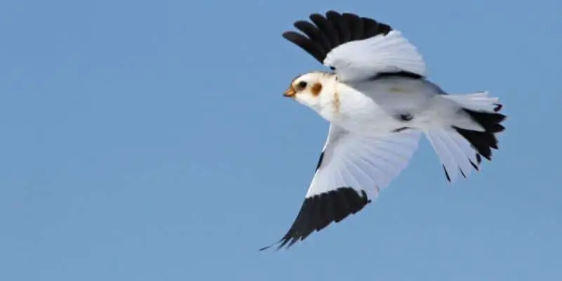 Pourquoi les oiseaux blancs sont les meilleurs oiseaux pour vous