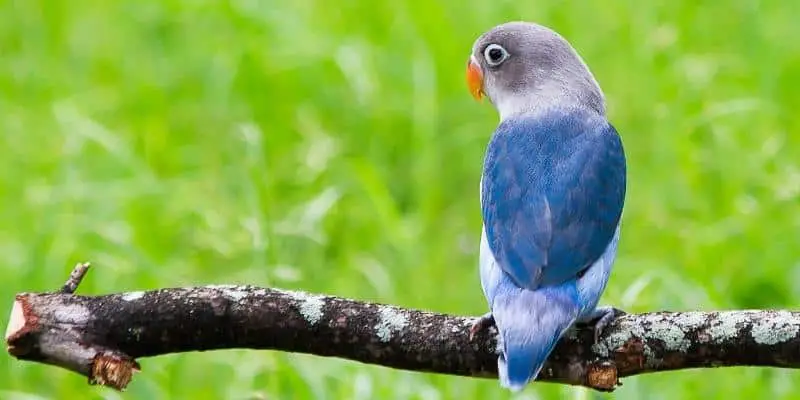 The Secret Life of Blue Love Birds