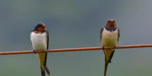 Deux oiseaux sur un fil