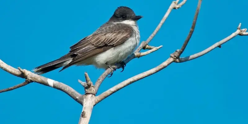 The Eastern Kingbird – A Bird’s Life