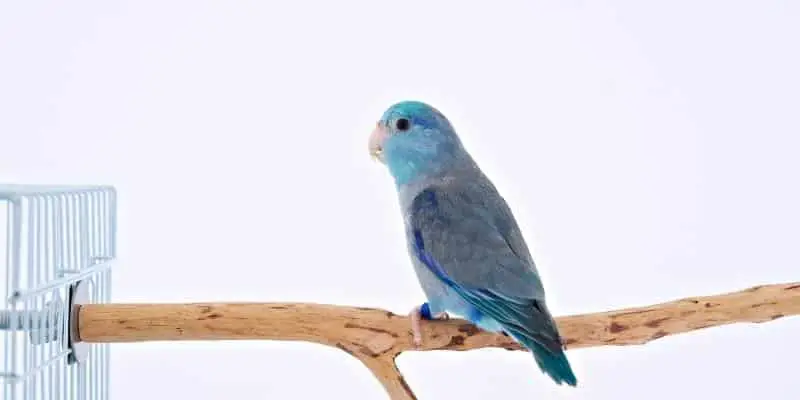vThe Secret Life of Blue Love Birds