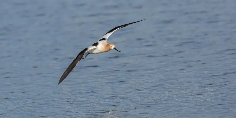7 1 6 Things You Didn’t Know About the American Avocet